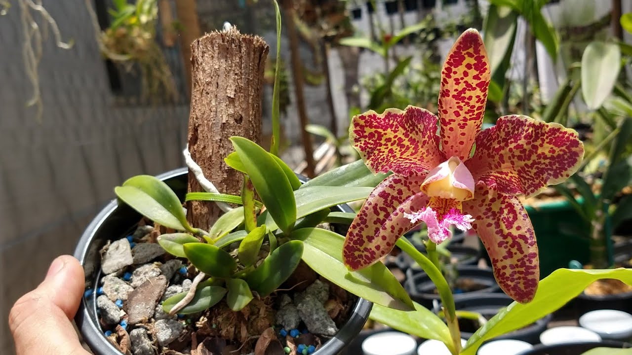 COMO PLANTAR ORQUÍDEAS - 3