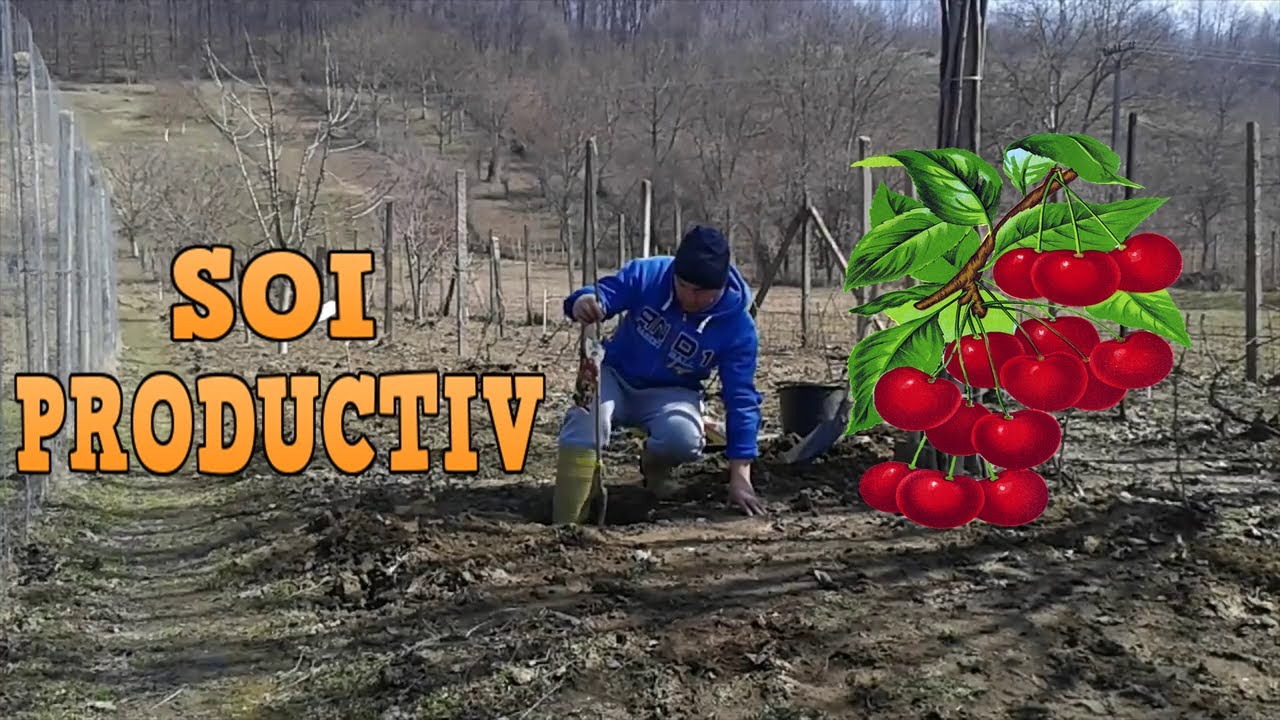 Plantare CIREȘ soiul KORDIA