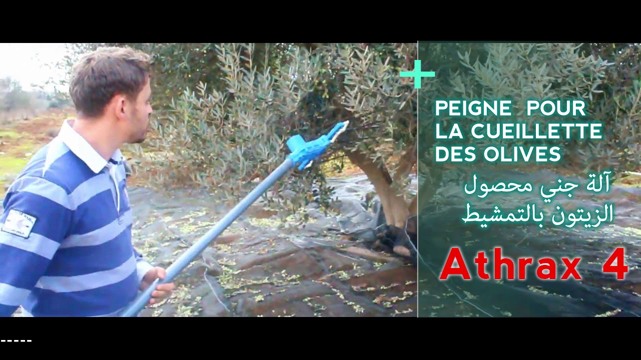 Récolte d´olives en l´Algérie - 2019 - قطف زيتون بطريقة سهلة و سريعة