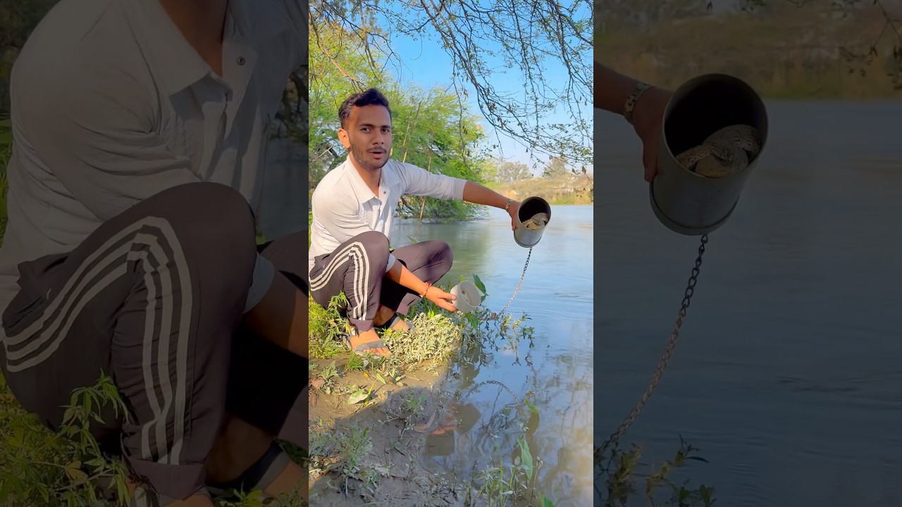 Russell's Viper Snake Releases In Water @chitransh_Bhai2.0  #wildliferescue #snakebite #shorts