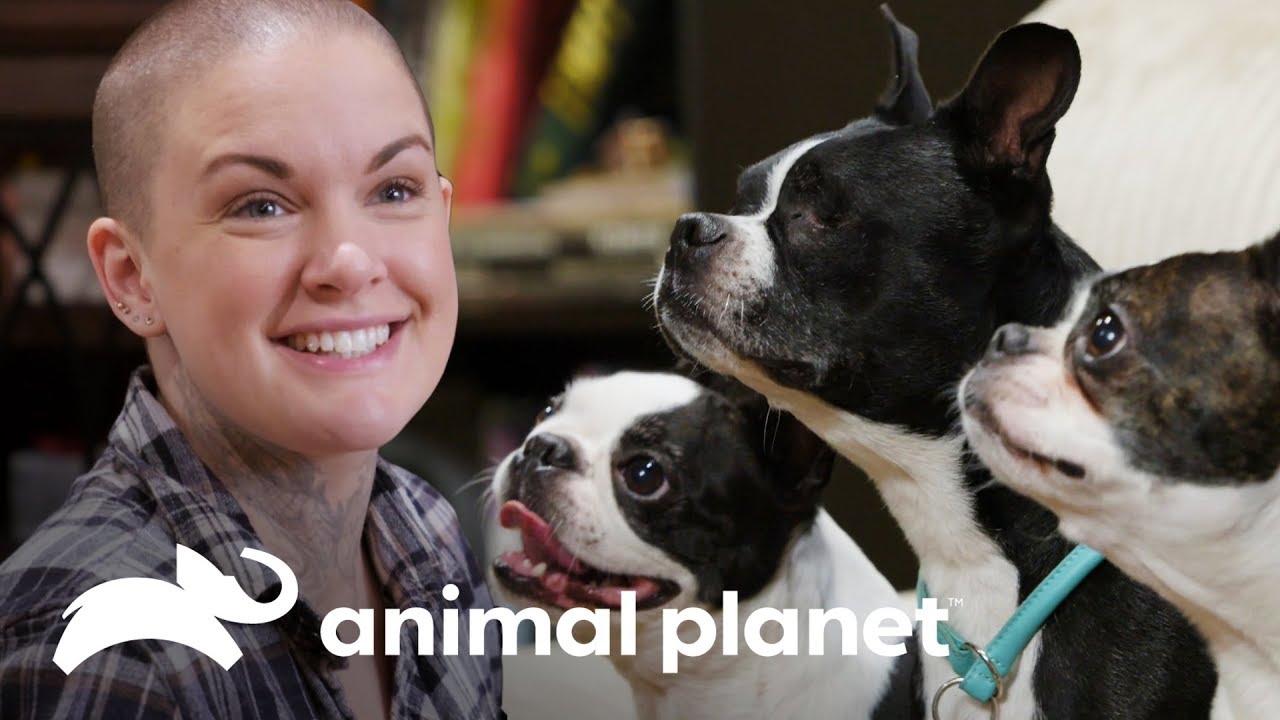 Boston terrier cego conhece sua nova família | Família ao Resgate | Animal Planet Brasil