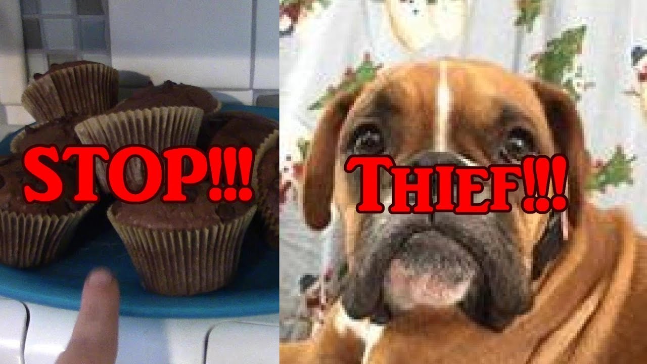 Stop Thief!