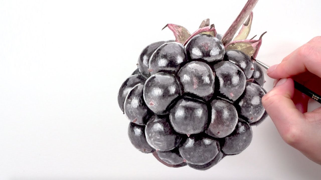How to paint a shiny blackberry in watercolour with Anna Mason