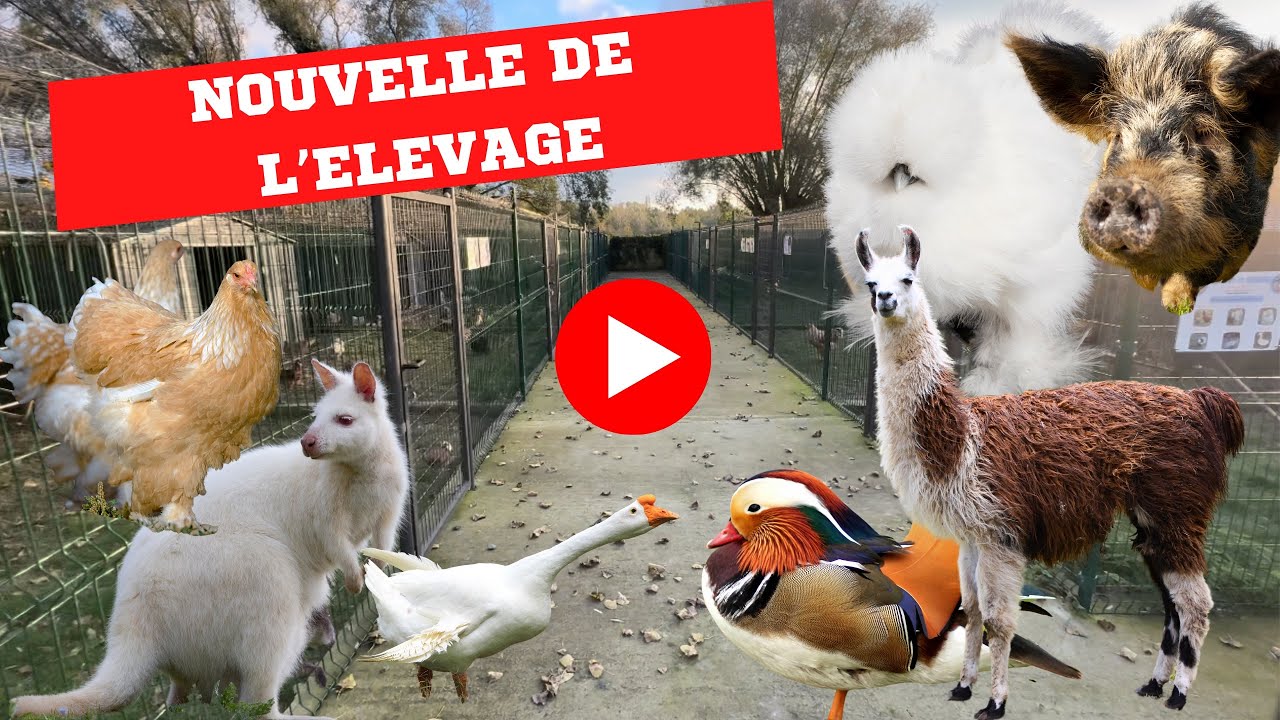 NOUVELLE DE L’ÉLEVAGE AU COMPLET !