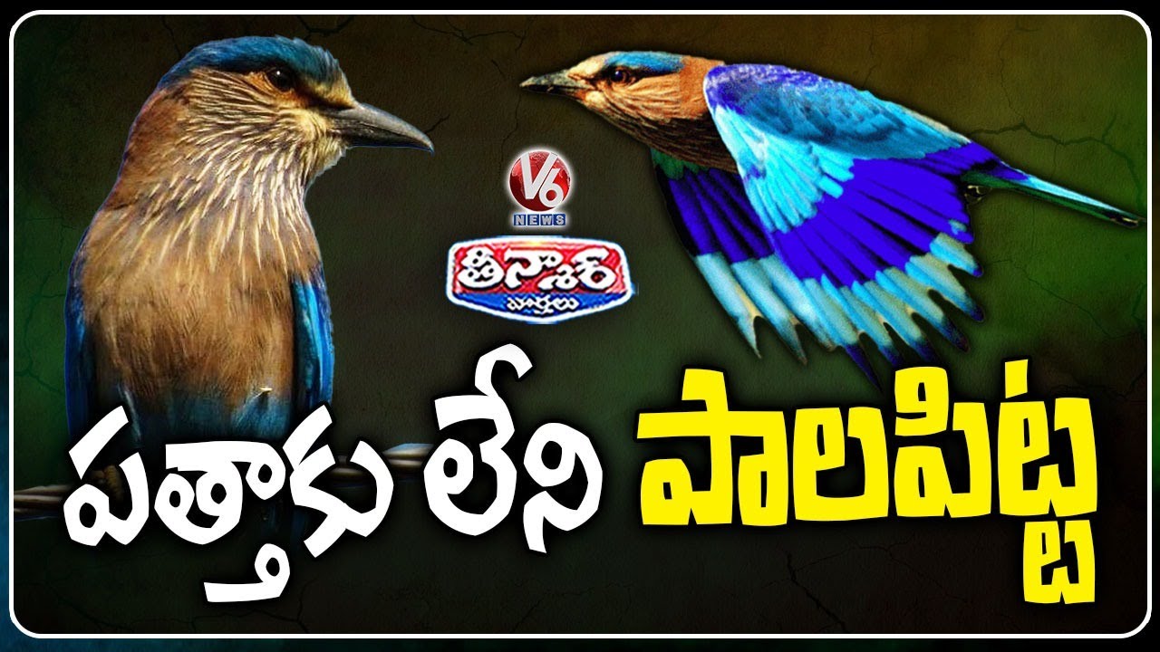 Indian Roller Bird  (Pala Pitta) Missing Ahead of Dasara Celebrations This Year | V6 Teenmaar