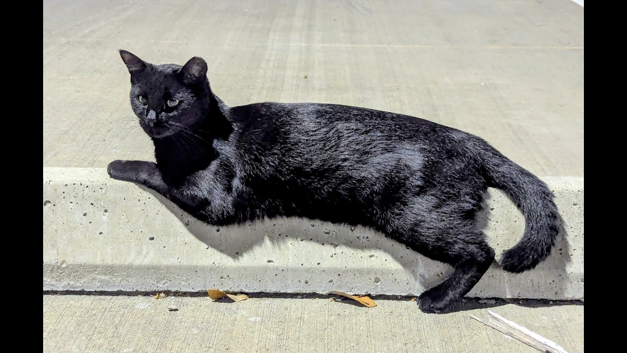 Serious Black as The Dude