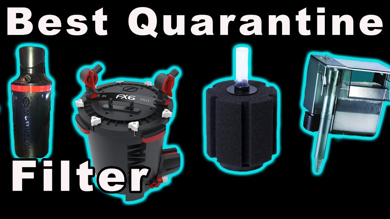 The Best Aquarium Filter for Your Quarantine Fish Tank!
