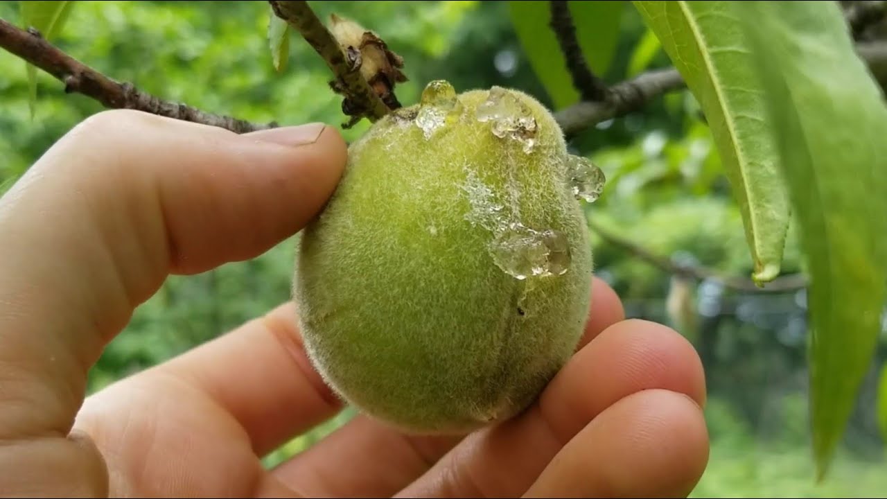 Protecting Peaches From Bugs Without Spraying