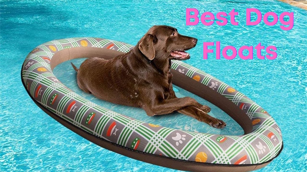 5 Best Dog Floats for Pool