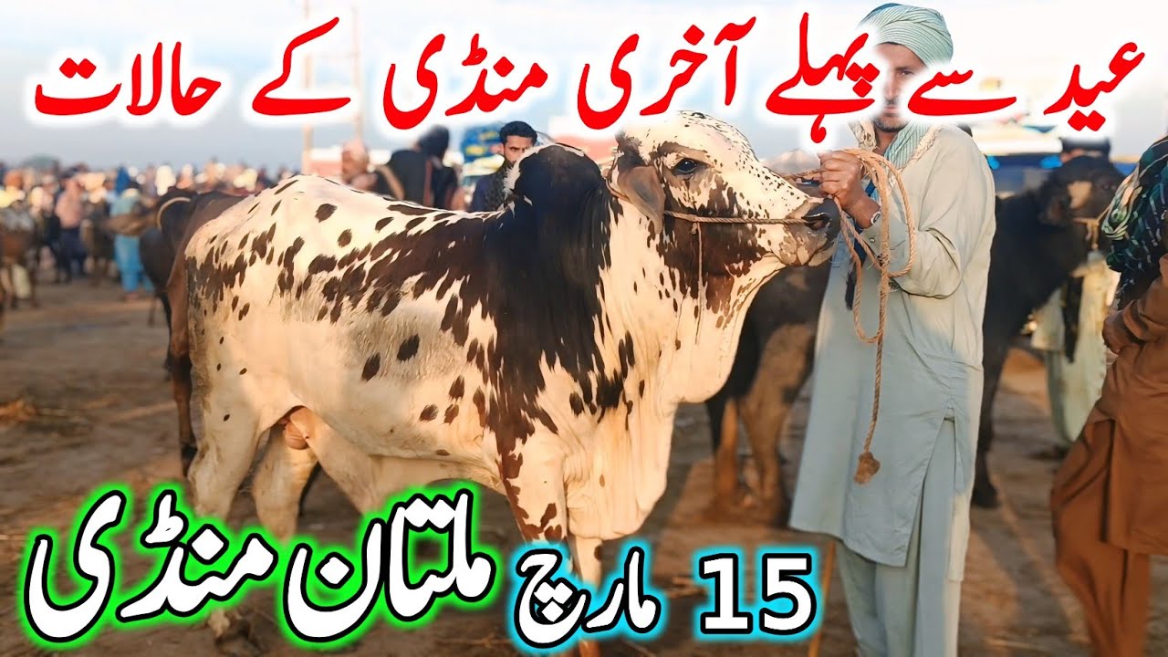 Today Multan Cow Mandi Fresh Latest Update | Cholistani Sahiwal Bachre Brahman Cows | Cow Mandi 2025
