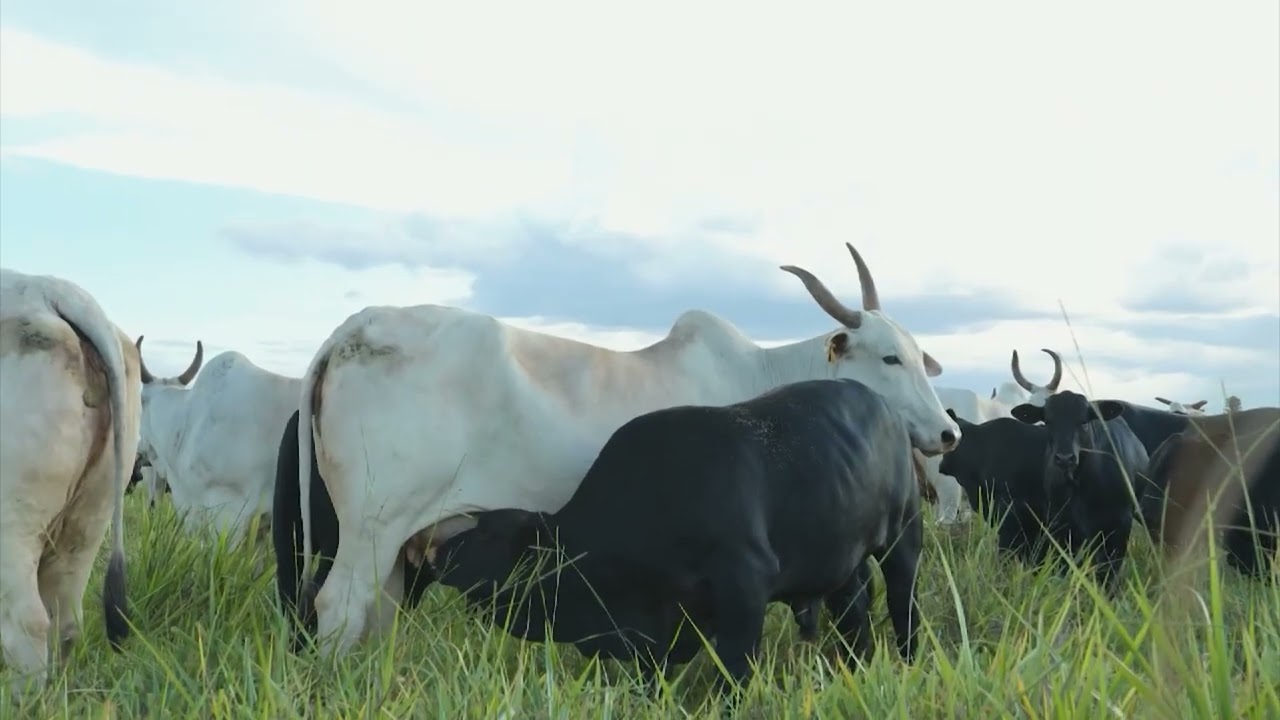 PRODUÇÃO DE CARNE E GRÃOS: ENTENDA COMO ILP E IRRIGAÇÃO GARANTEM PRODUÇÃO O ANO TODO!