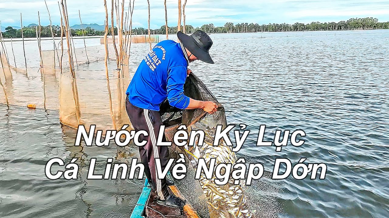 Mùa Nước Nổi An Giang Lên Cao Kỷ Lục – Ngư Dân Hốt Bạc Với Cá Linh Đầu Mùa