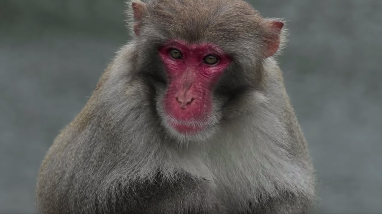 Wild Monkeys in the Streets of Hong Kong | BBC Earth