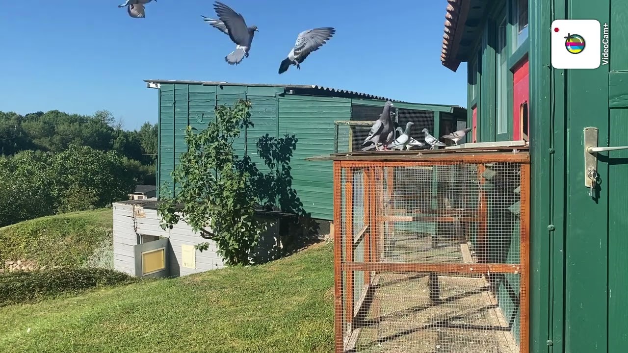 Heute 2.Preisflug RV Neubrandenburg 1.845 Tauben.