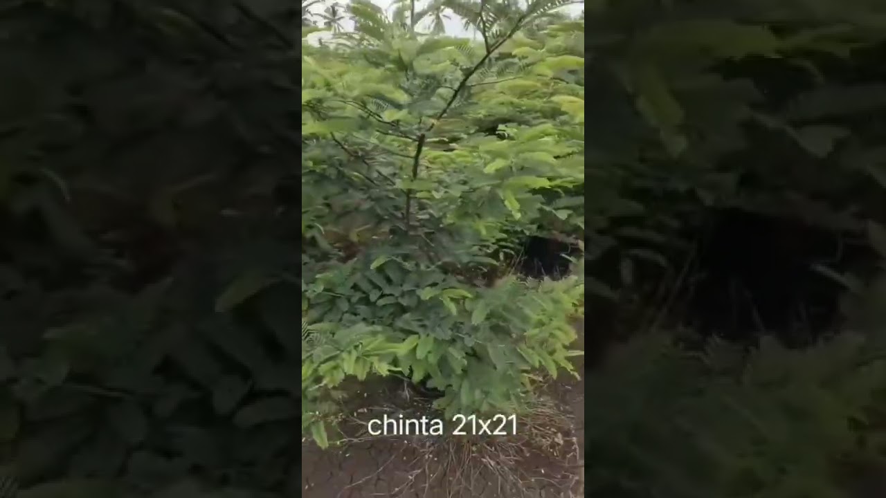 Tamarind ( chinta ) wholesale plants in  Sree Suryanarayana Nursery 8790356666