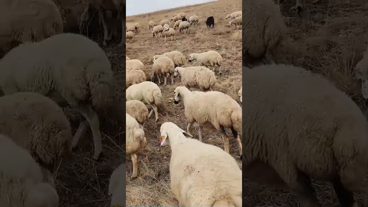 kangal koyunu Sivas kangal imamın köyü Ruhi Tuğrul KARABULUT