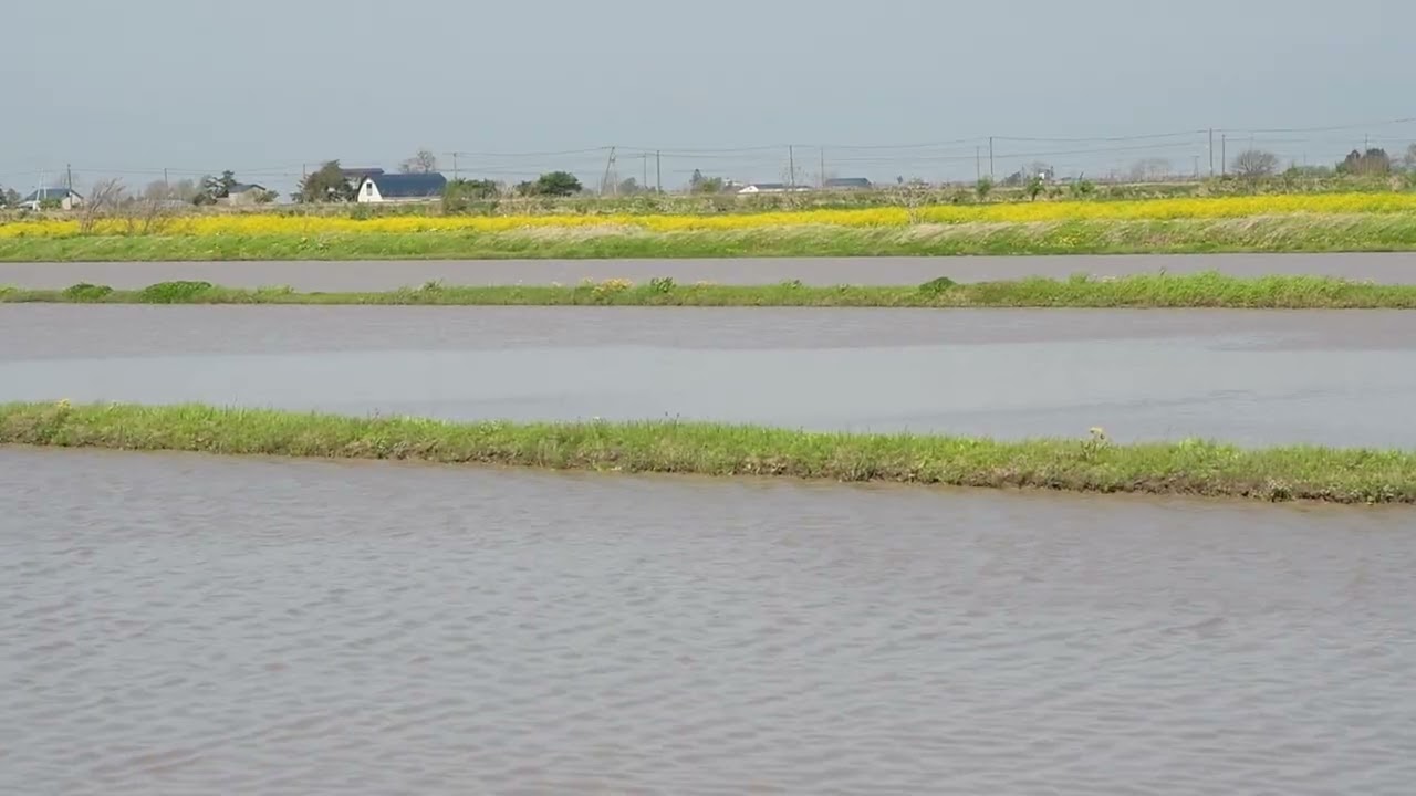 JR室蘭本線・キハ150・水田と菜の花咲く沿線をゆく　DSC 5521