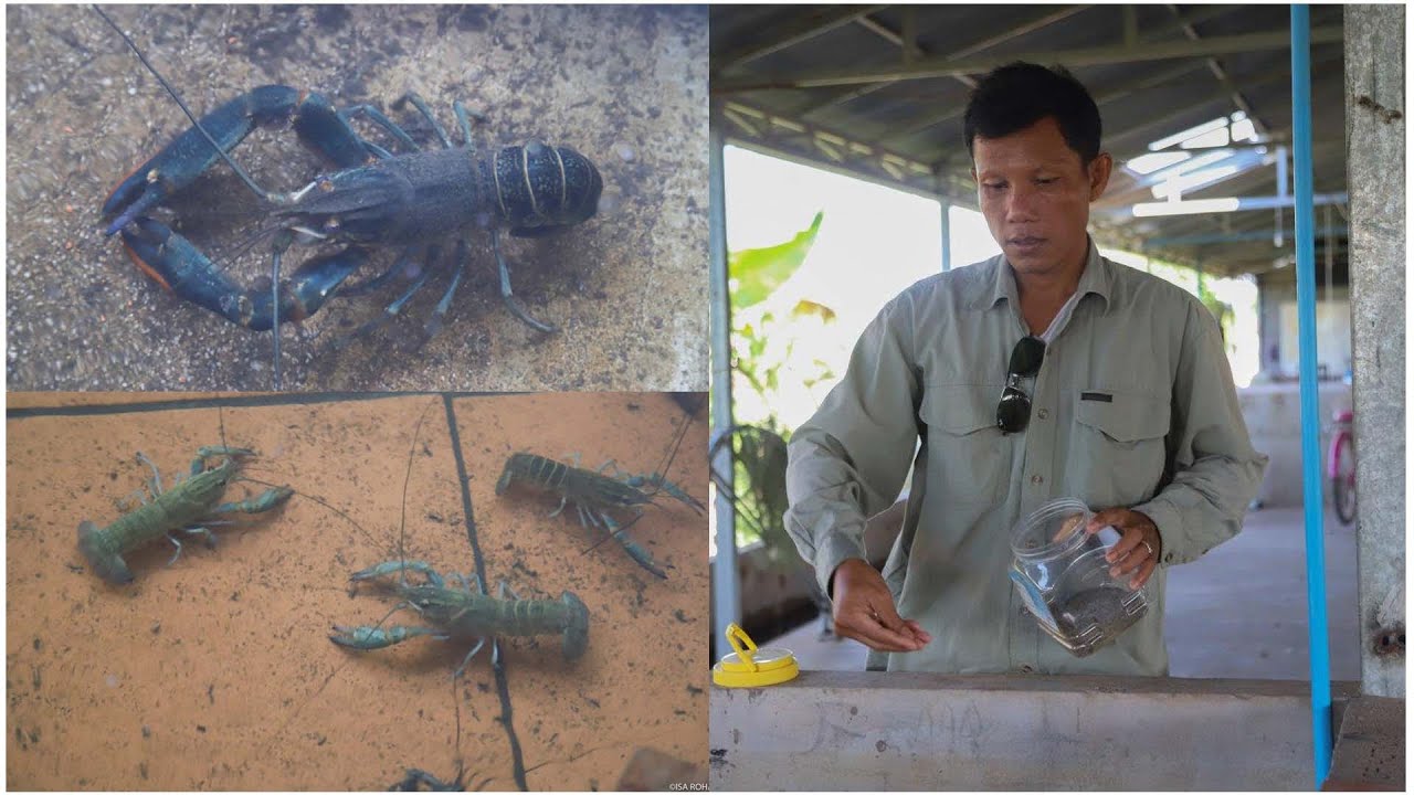 លោក សុខ សំណាង៖ បង្កងងាយស្រួលចិញ្ចឹម  ជារបរស្ងៀមស្ងាត់តែរកចំណូលបានខ្ពស់