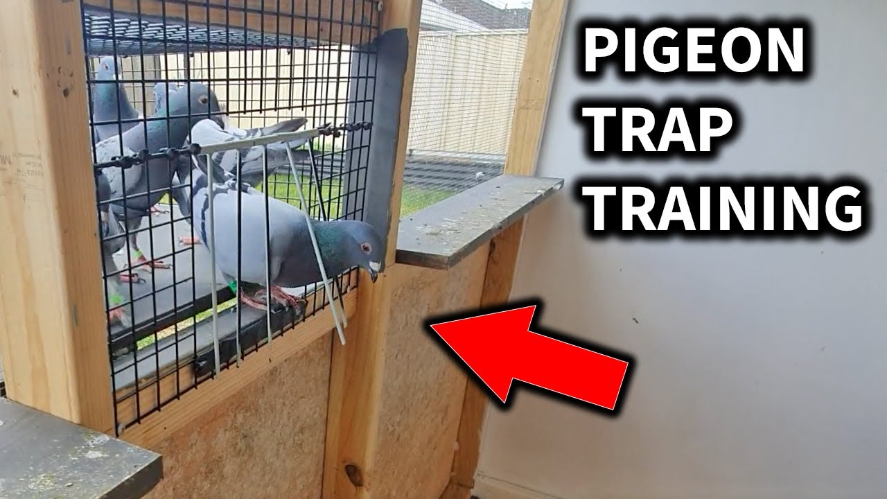 Pigeon Trap Training