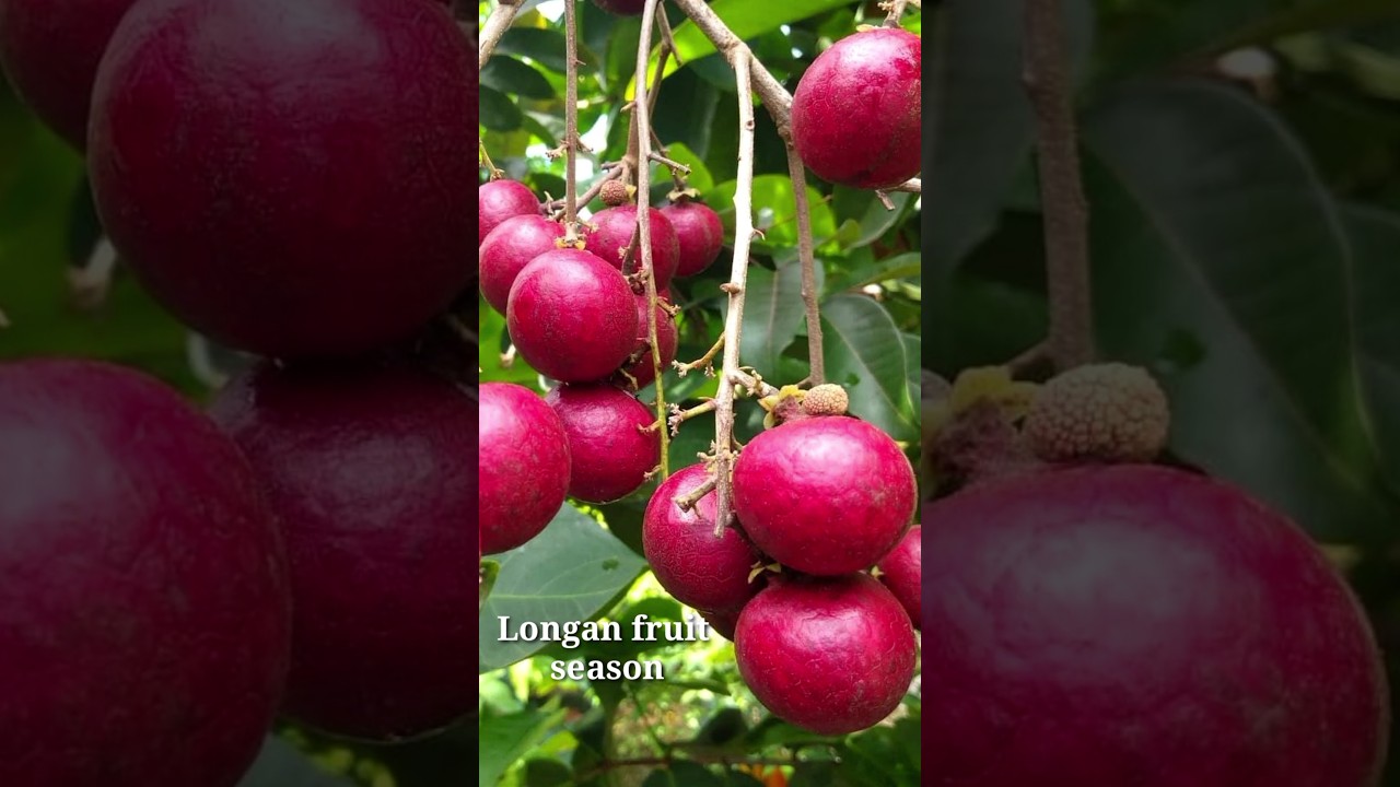 Longan fruit season | Fresh Longans from #shorts