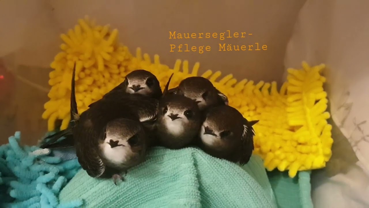 Mauersegler Sommer 2021