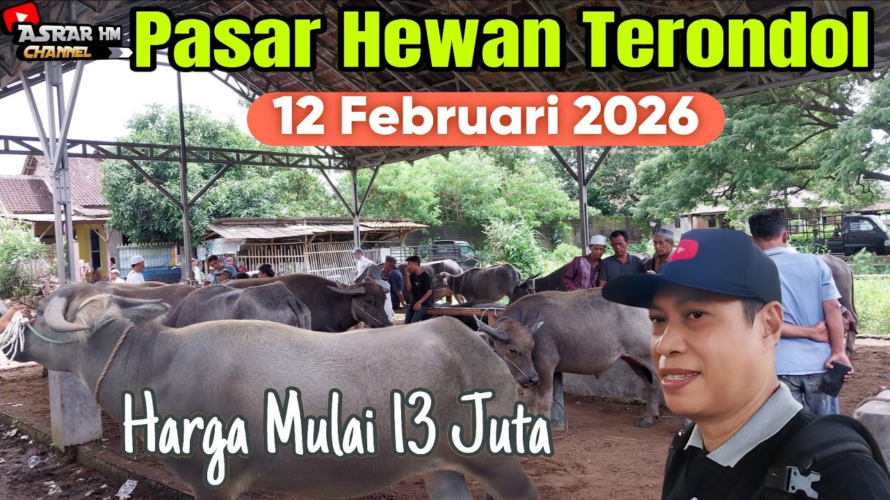 Mulai 13 Juta Nego!!! Update Terbaru Harga Kerbau Jantan & Betina | Ps Terondol Kota Serang Banten 