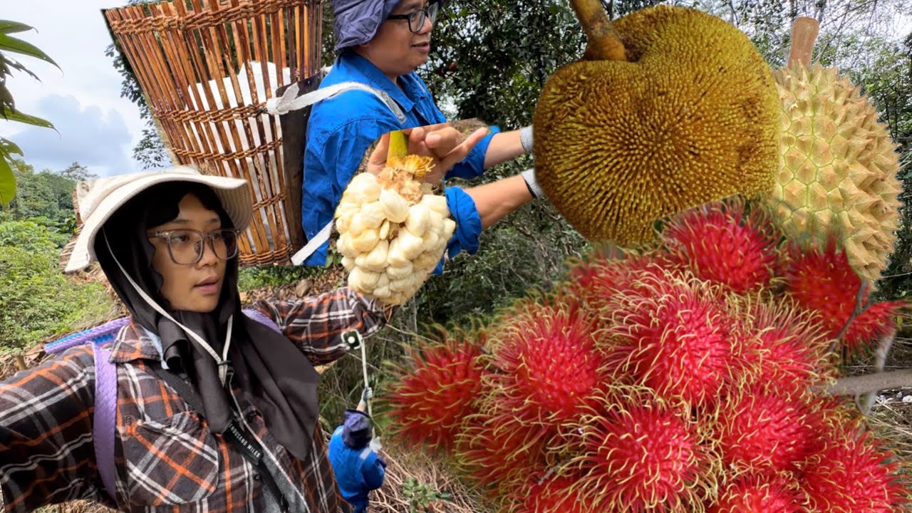 Mencari buah TARAP RAMBUTAN DURIAN di kebun | SABAHAN VLOG