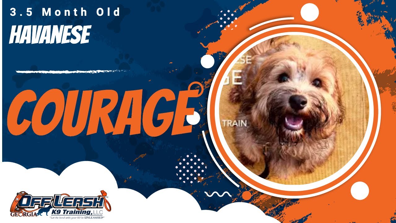 Courage | 3.5 Month Old Havanese | 1 Week Puppy Board & Train | Off Leash K9 Training, Georgia