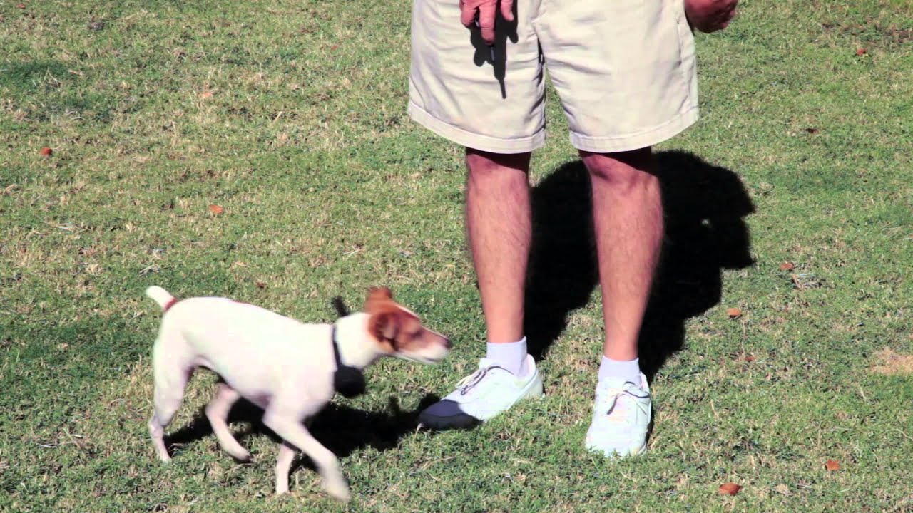 How to Train a Jack Russell Terrier : Dog Training Musts