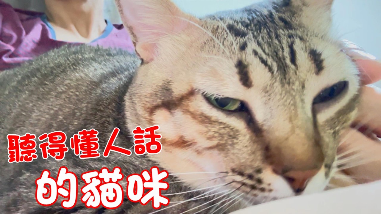 貓咪小短篇-聽得懂人話的貓咪