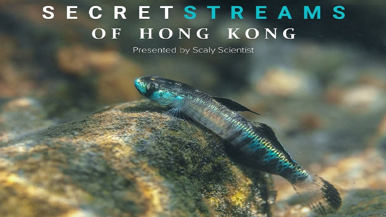 Secret Streams of Hong Kong | 香港的淡水生態