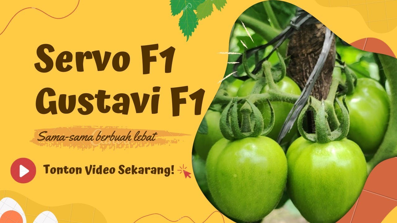 Review Tomat Servo F1 dan Gustavi F1 Bagus yang Mana?