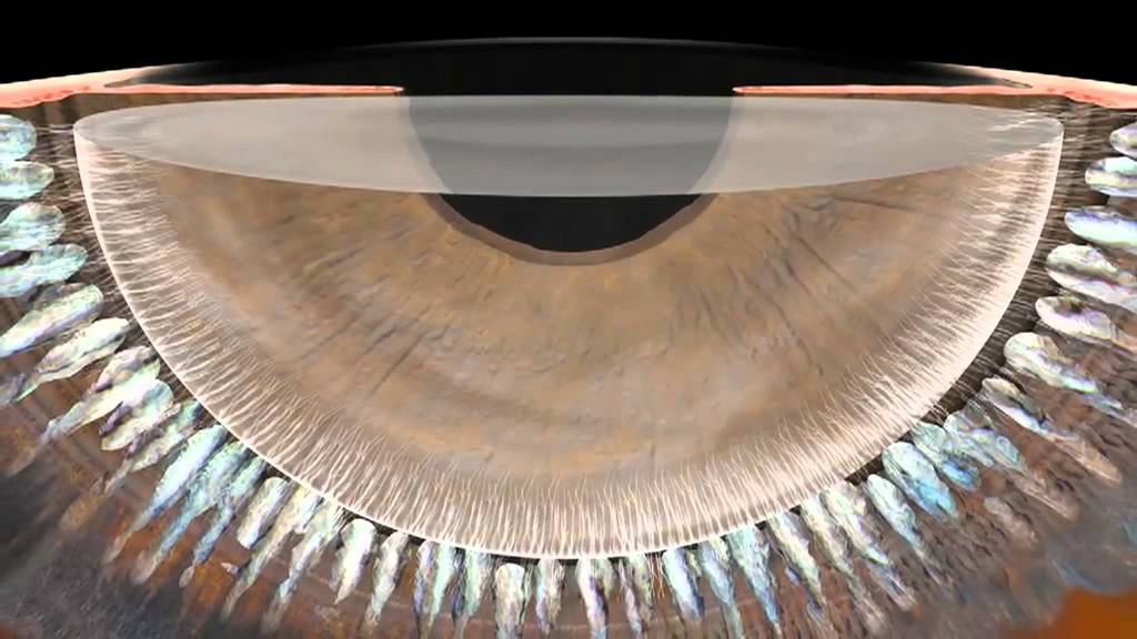 3D Eye Anatomy