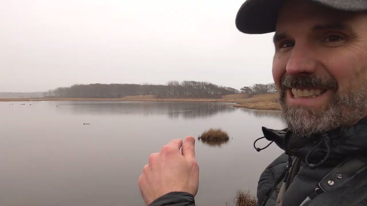 American Black Duck - Learn a Bird - Episode #45