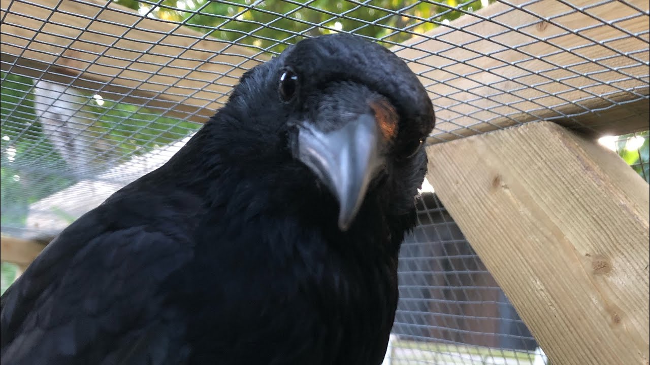 Lola the crow enjoying some head scritches