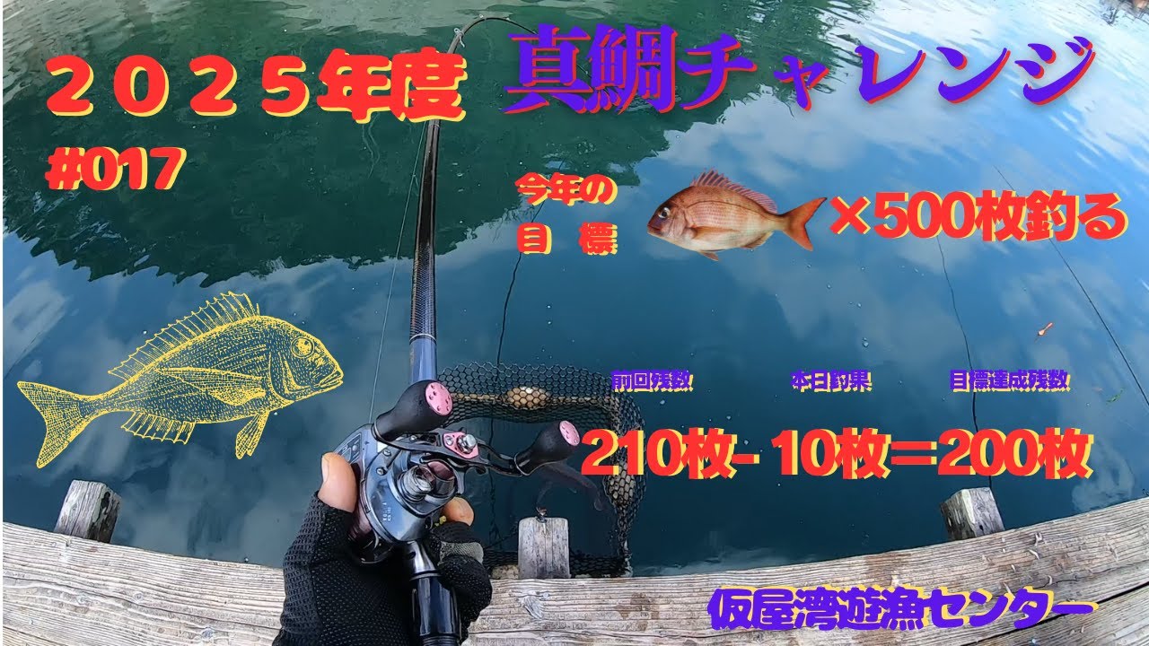 2025年   第17回釣行　仮屋湾遊漁センター　　真鯛10枚、イサキ２匹、コロダイ1匹の釣果でした！久しぶりに隙間でコロダイ１匹が釣れました！
