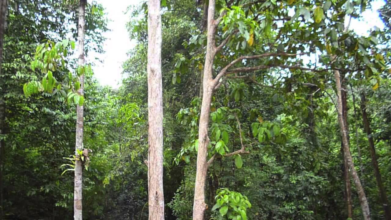 Agile and siamang gibbons calling, Sumatra