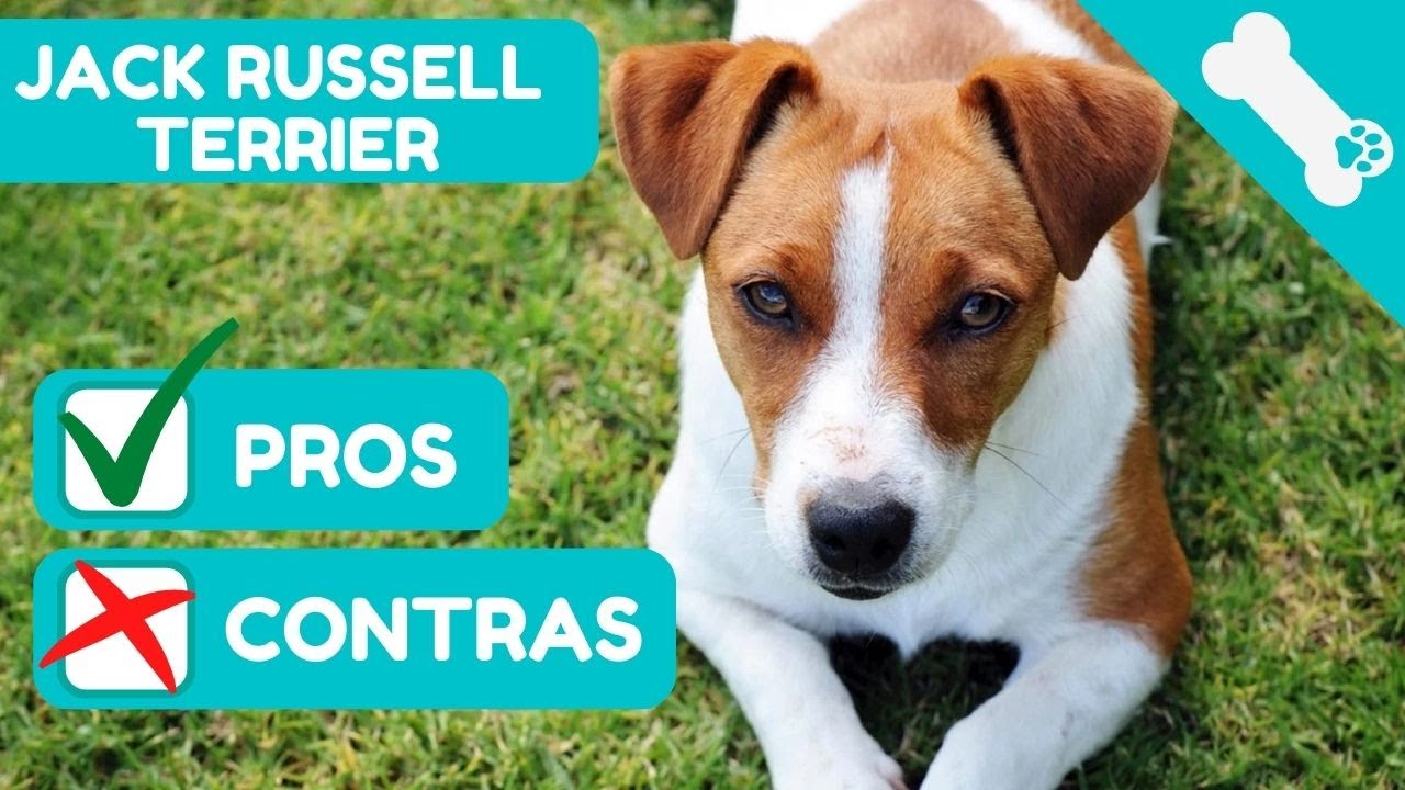 🐶 VENTAJAS Y DESVENTAJAS de tener un JACK RUSSEL TERRIER  ✅ PROS Y ❌ CONTRAS de Perros JACK RUSSEL