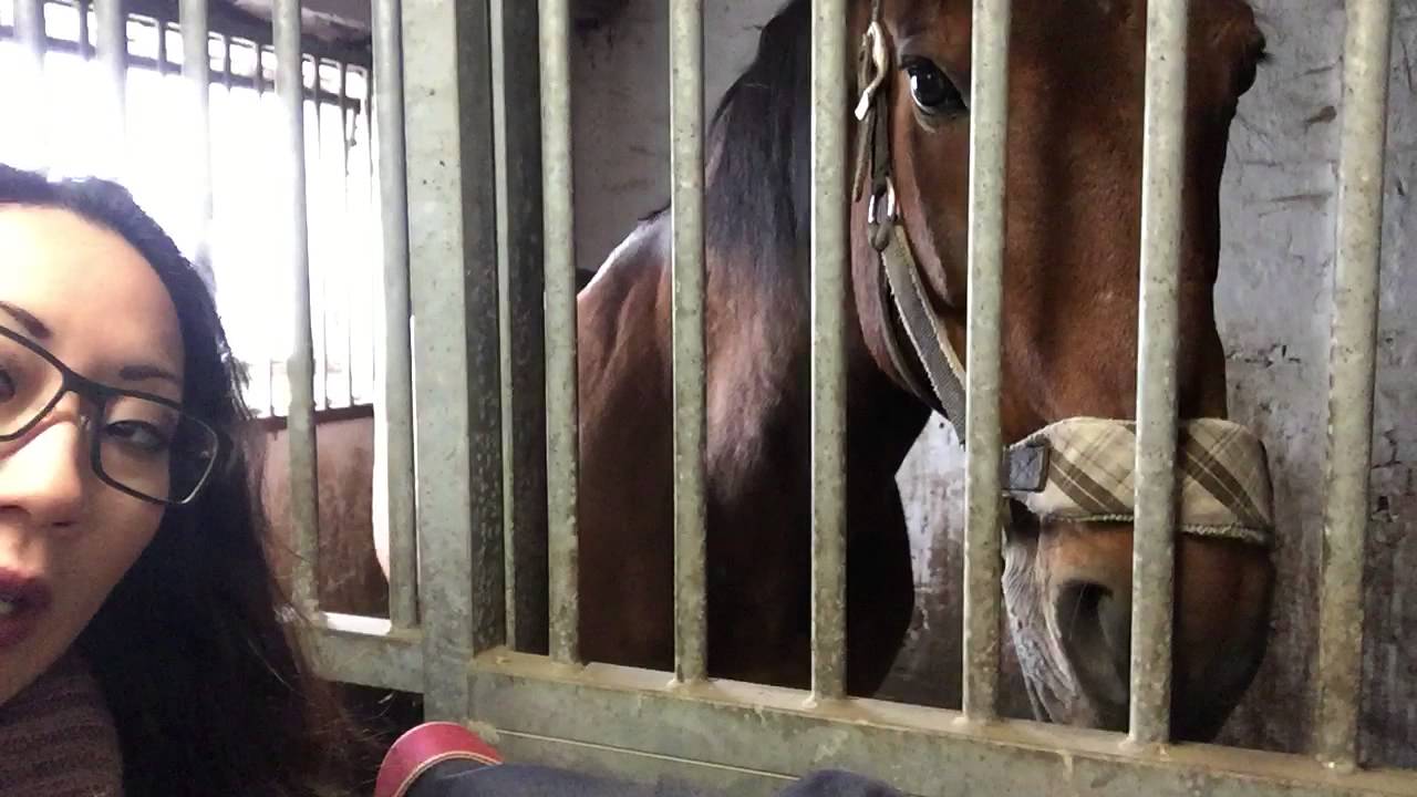 Ditte Young, Mentally broken gelding (WITH SUBS) my heart cried - Undløse Denmark, 2014