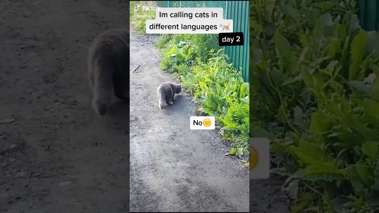 STARDENBURDENHARDENBART day2 Cat Calling in different languages (German always works)