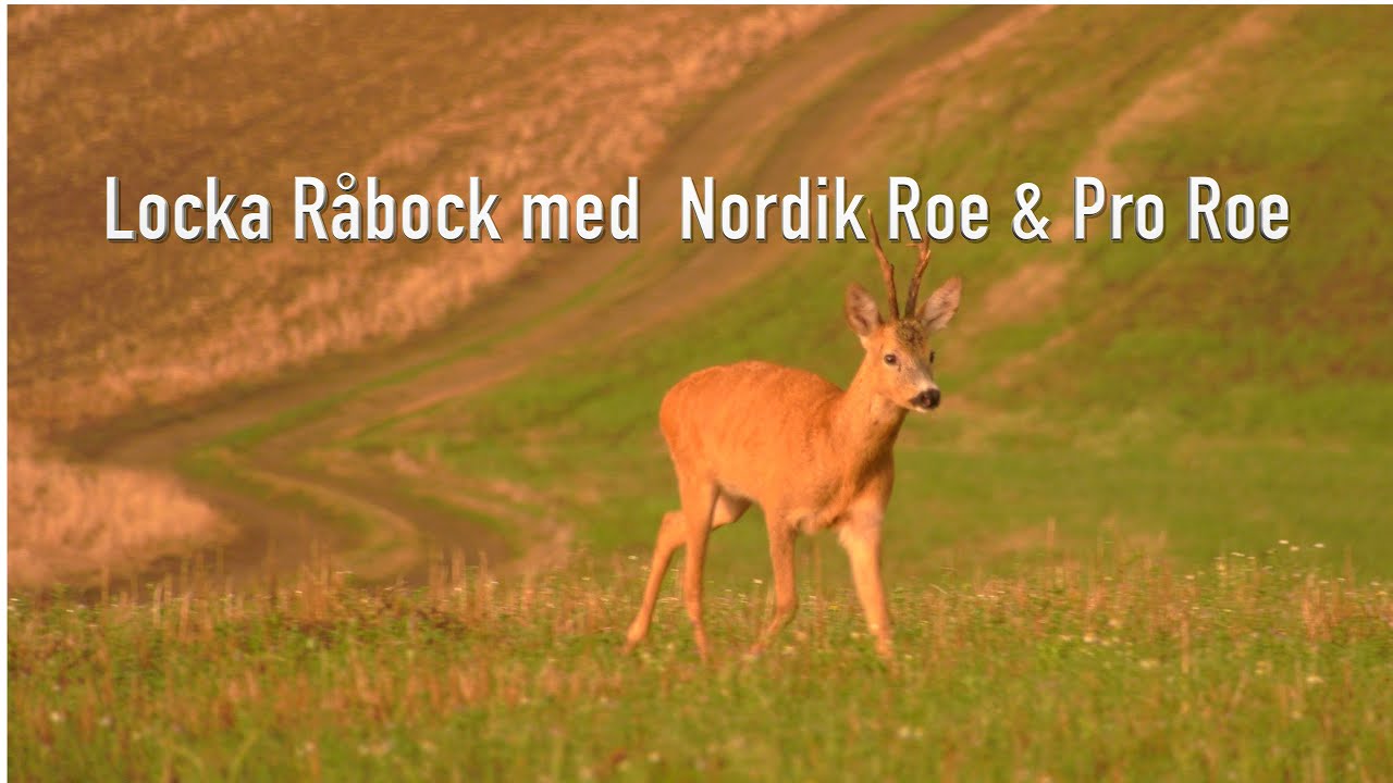 Locka med Nordik Roe och Pro Roe