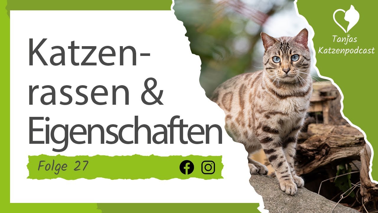 Katzenrassen und ihre Eigenschaften – Nicht jede Rasse ist für jeden Menschen geeignet