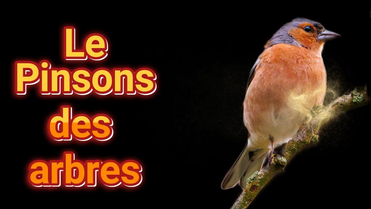 Le Pinson des arbres 2