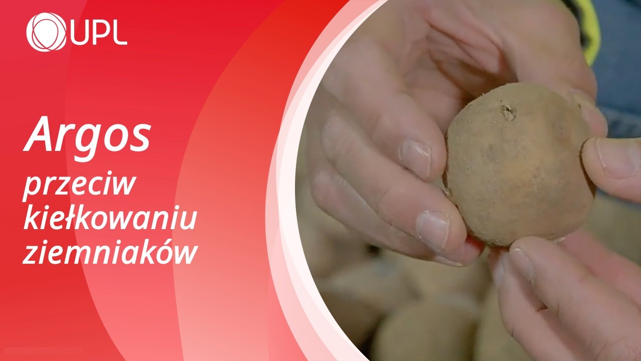 Argos przeciw kiełkowaniu ziemniaków - aplikacja w przechowalni