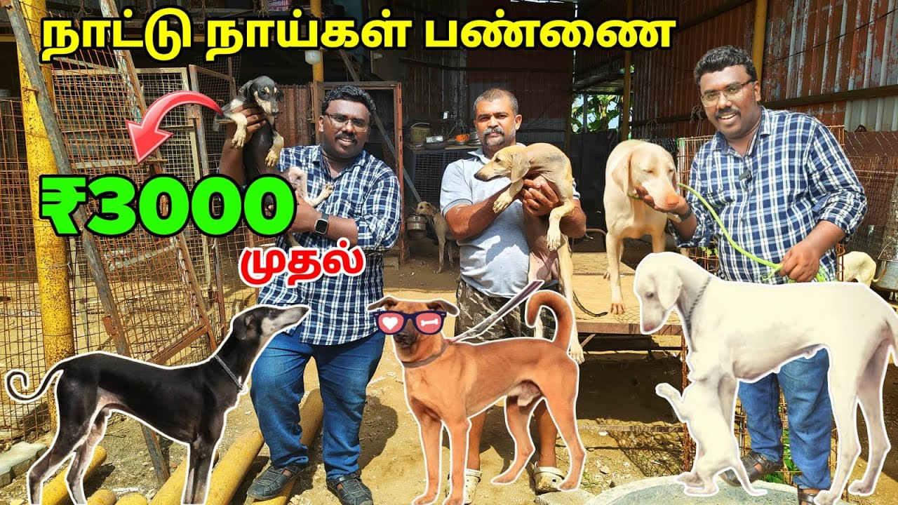 🔴 ₹3000 Rajapalayam, Kanni, Chippiparai, Kombai குட்டிகள் 
