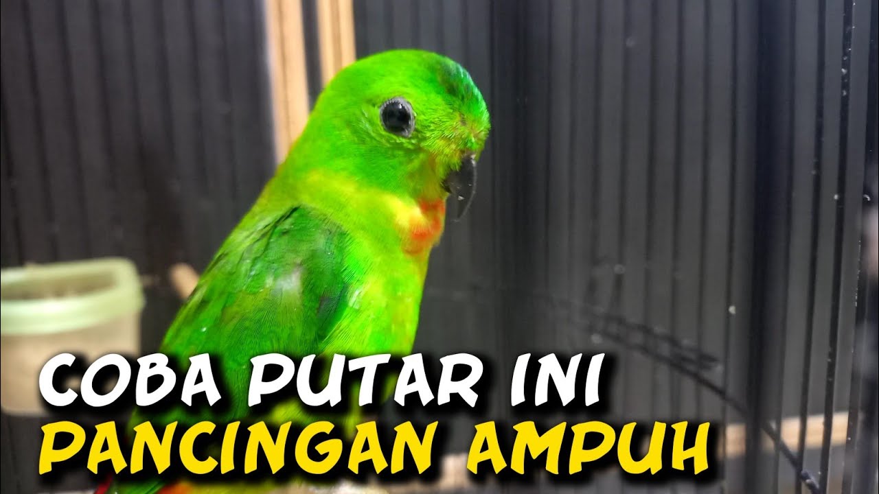 Burung serindit gacor - pancingan serindit agar bunyi - kicau mania .12