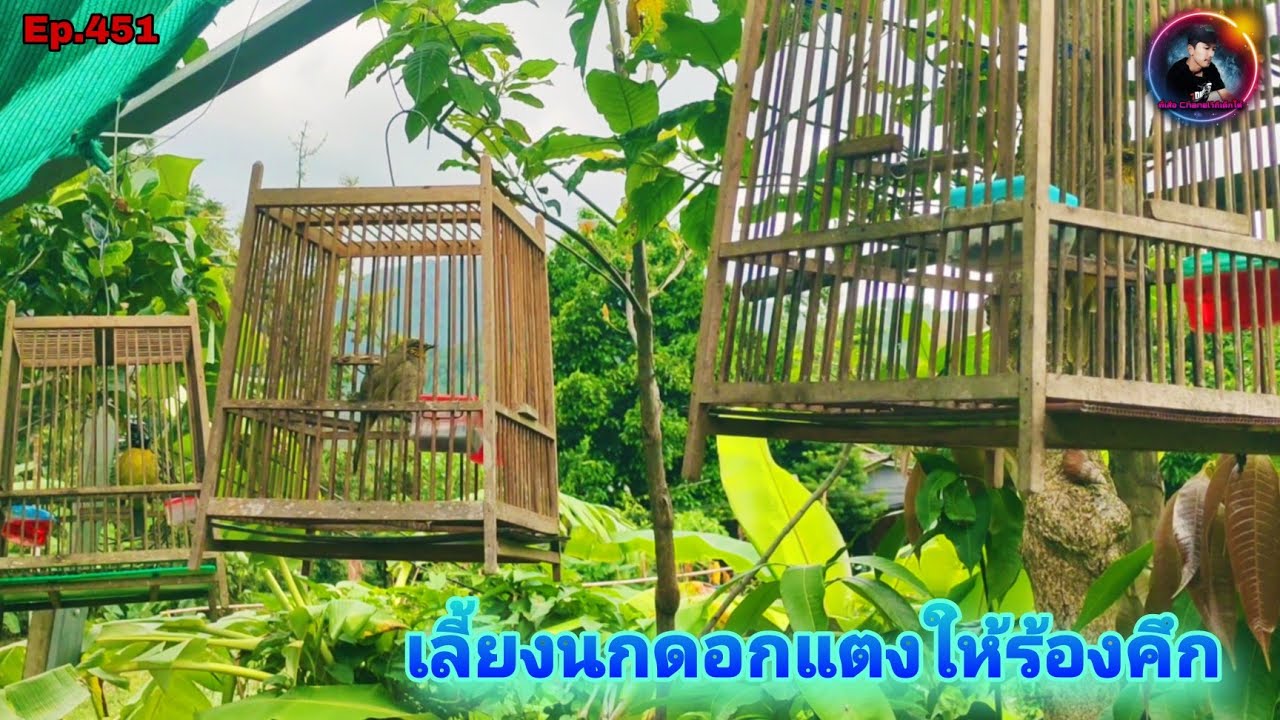 แนะนำมือใหม่ตอบคำถามFc บอกวิธีเลี้ยงนกใหม่ดอกแตงให้ร้องและคึก(Stripe-throated Bulbul)