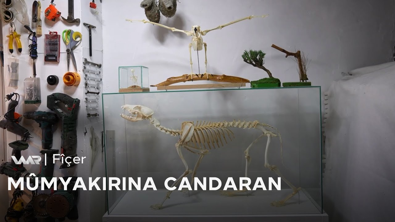 Fîçer - Mûmyakirina Candaran | فیچەر- مۆمیاکرنا گیانەوەران