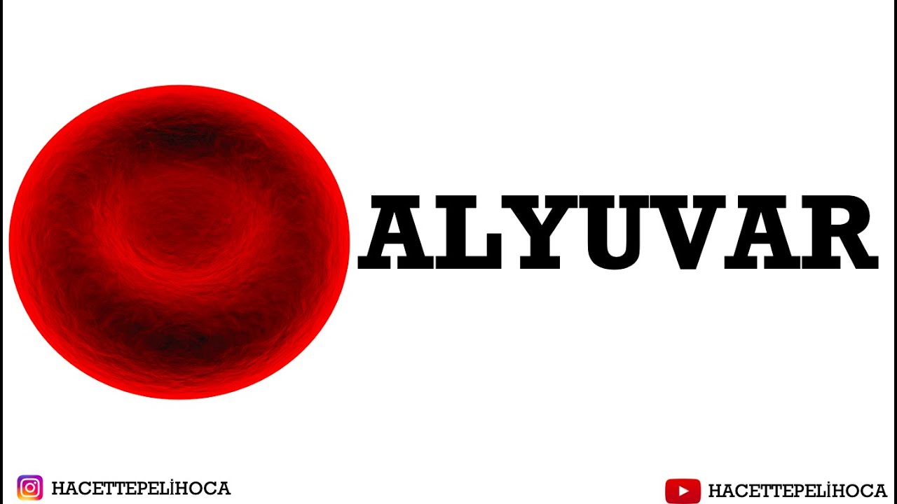 179 | DOLAŞIM SİSTEMİ - 11 | ALYUVAR(ERİTROSİT)   | 11. SINIF | AYT |   #dolaşım sistemi