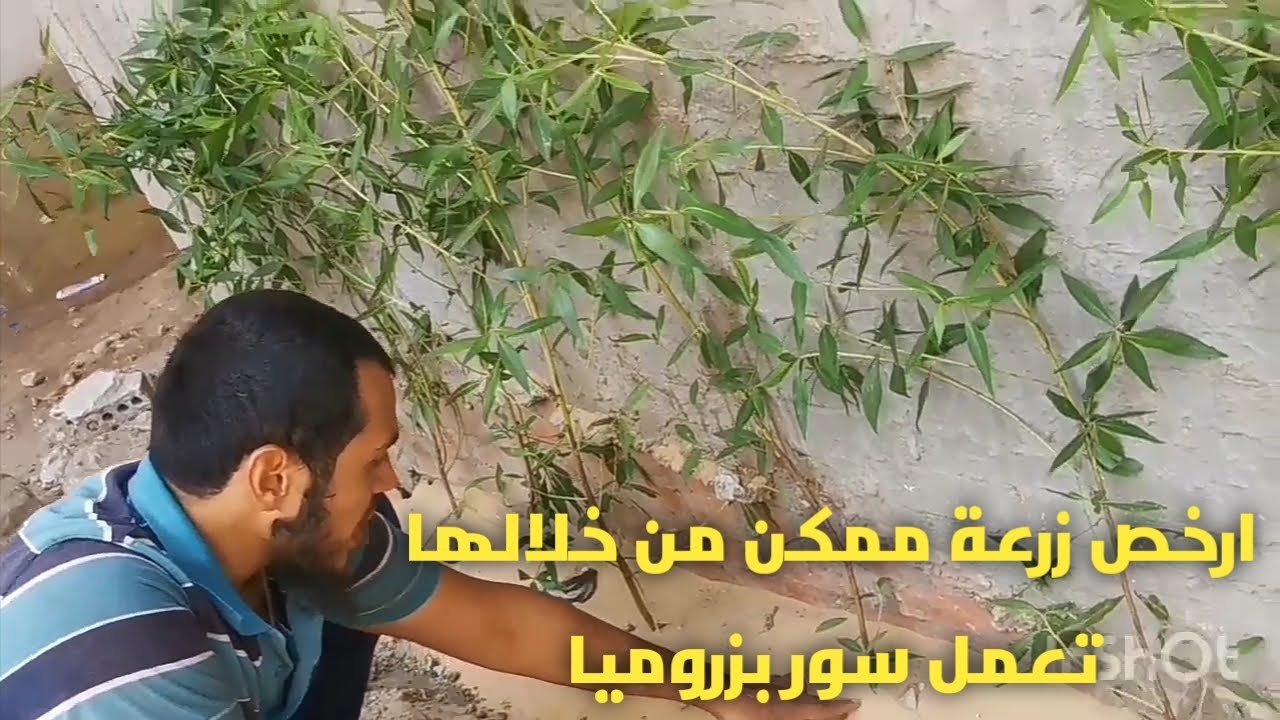 ارخص زرعة ممكن من خلالها تعمل سور | البزروميا